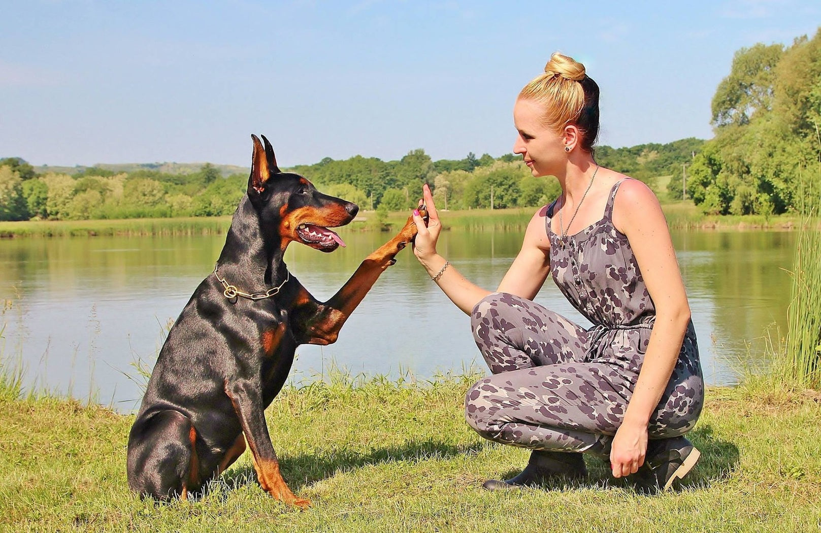 Curso de Adiestramiento Canino (Presencial) - 5hrs incluyendo demostraciones y práctica